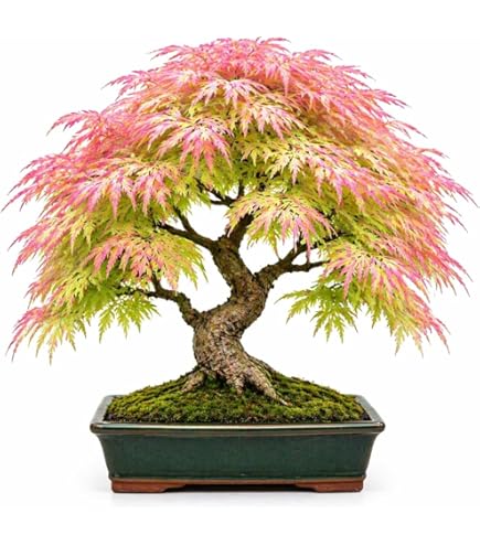 燃える樹 Amazon.com : Winter Flame Japanese Maple 2 - Year Tree : Maple